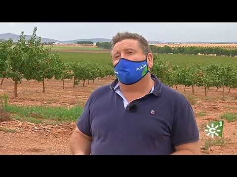Zonas Arborizadas en Chipiona: Un An&aacute;lisis de la Vegetaci&oacute;n
