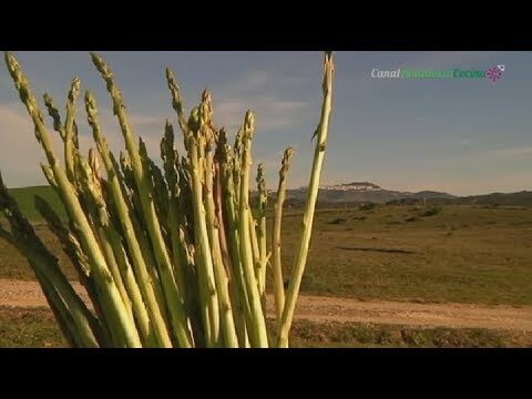 Los Mejores Espacios Verdes en C&aacute;diz