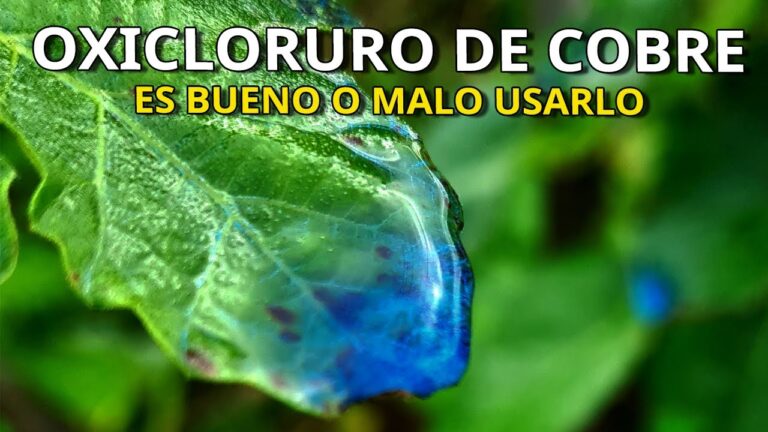Guía para comprar productos ecológicos en Rota