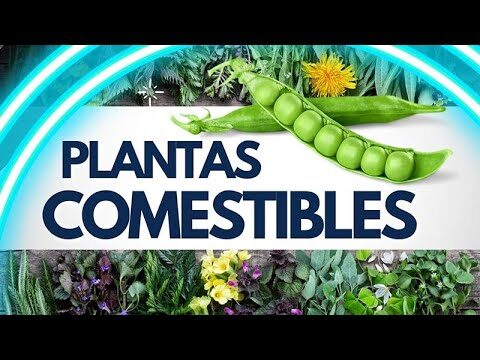 Asociaciones de Jardiner&iacute;a en Jerez de la Frontera: D&oacute;nde Encontrarlas